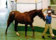 セリ中オペレッタ2001