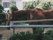 ���C�����X�L�[