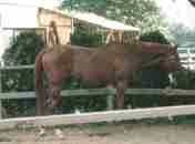 ���C�����X�L�[