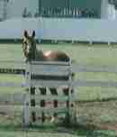 ���C�����X�L�[�Q