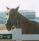 ���C�����X�L�[