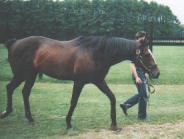 �X�y�V�����E�B�[�N