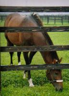 �X�^�[�}��