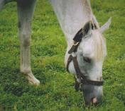 �X�L�[�L���v�e��