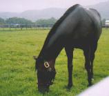 �A�O�l�X�J�~�J�[