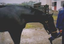 �T�}�[�T�X�s�V����