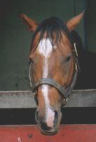 �o�g�����C��