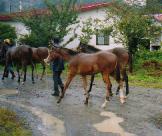 �G�C�V���q��̔n����