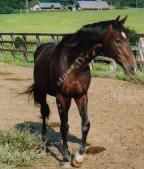 �n�M�m�J���C�I�[