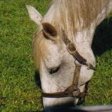 ���W���e�B�^�[��