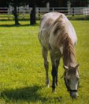 �S�[���f���t�F�U���g