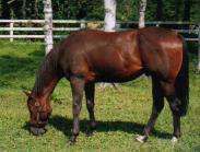 �q�V�A���_�[