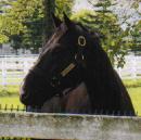 �W�F�j���C��