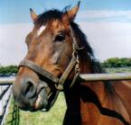 タヤスアゲイン