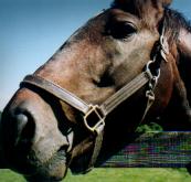 �~�X�^�[�V�N���m��