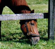 マチカネタンホイザ