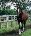 ミスタートウジン