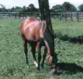 �J�l�c�N���X�Q