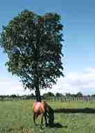 �J�l�c�N���X