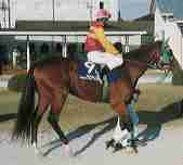 �J�V�}�h���[��