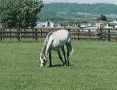 �I�O���L���b�v