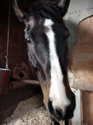 �_�H��̔n�͔��`����