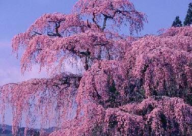 滝桜