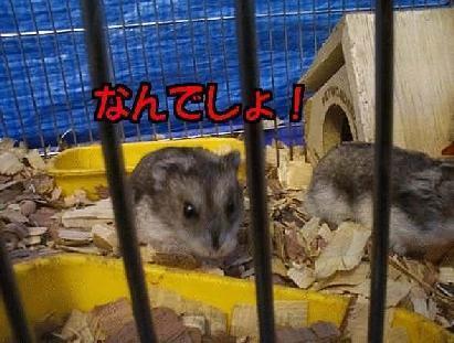 �Ȃ�ł���I