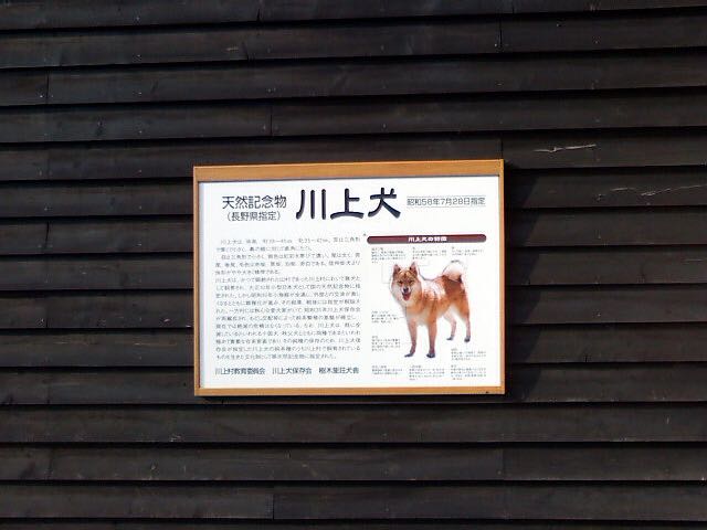 川上犬