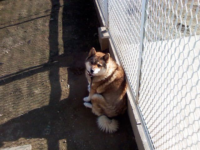 川上犬