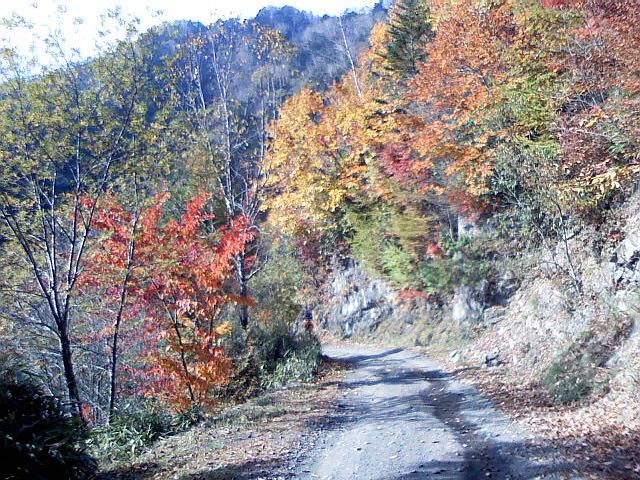 中津川林道