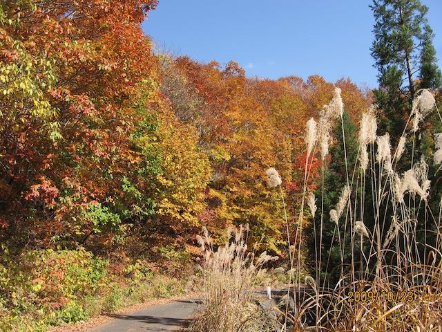 紅葉
