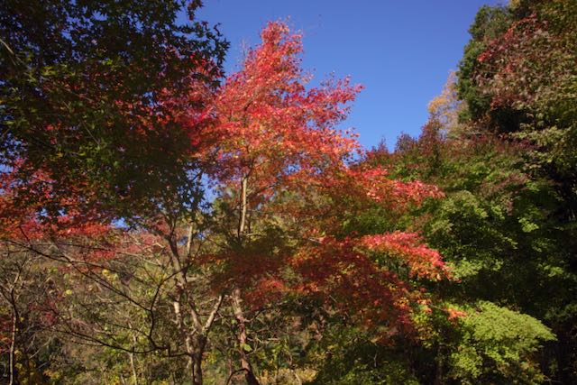 紅葉