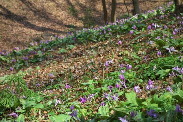 カタクリの花