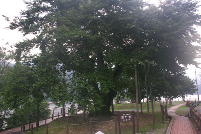 荘川桜