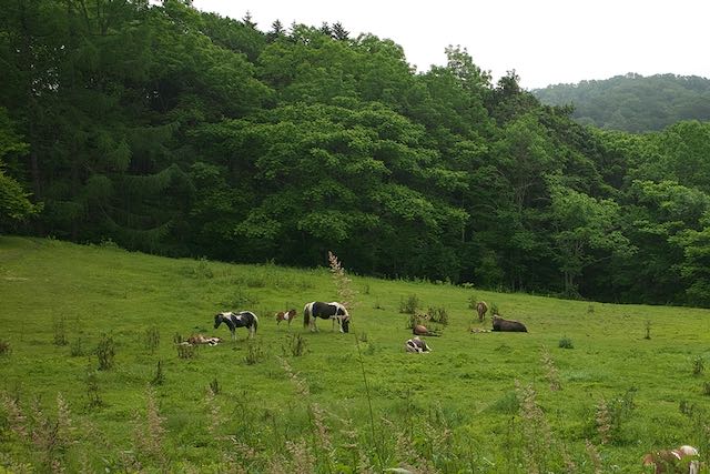 馬