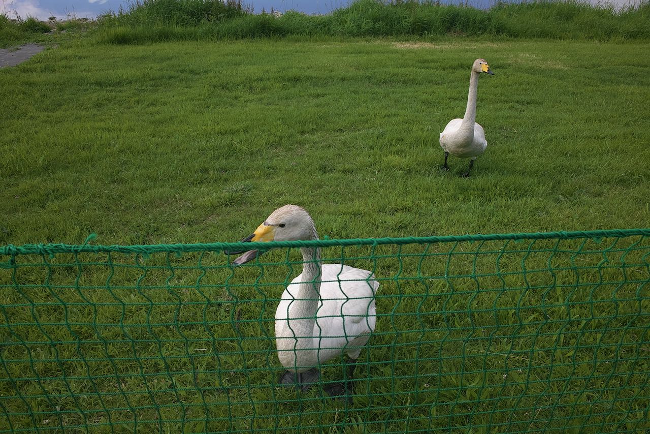 アヒル