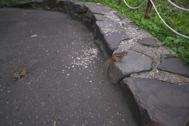リス