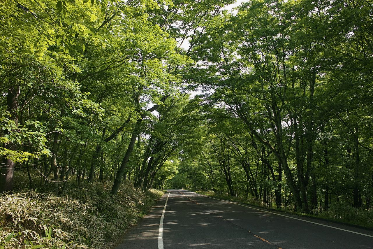 林間の道