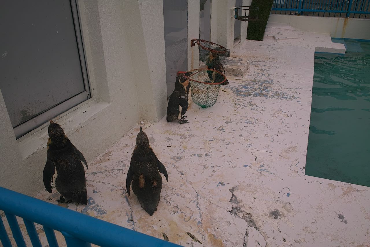 ペンギン