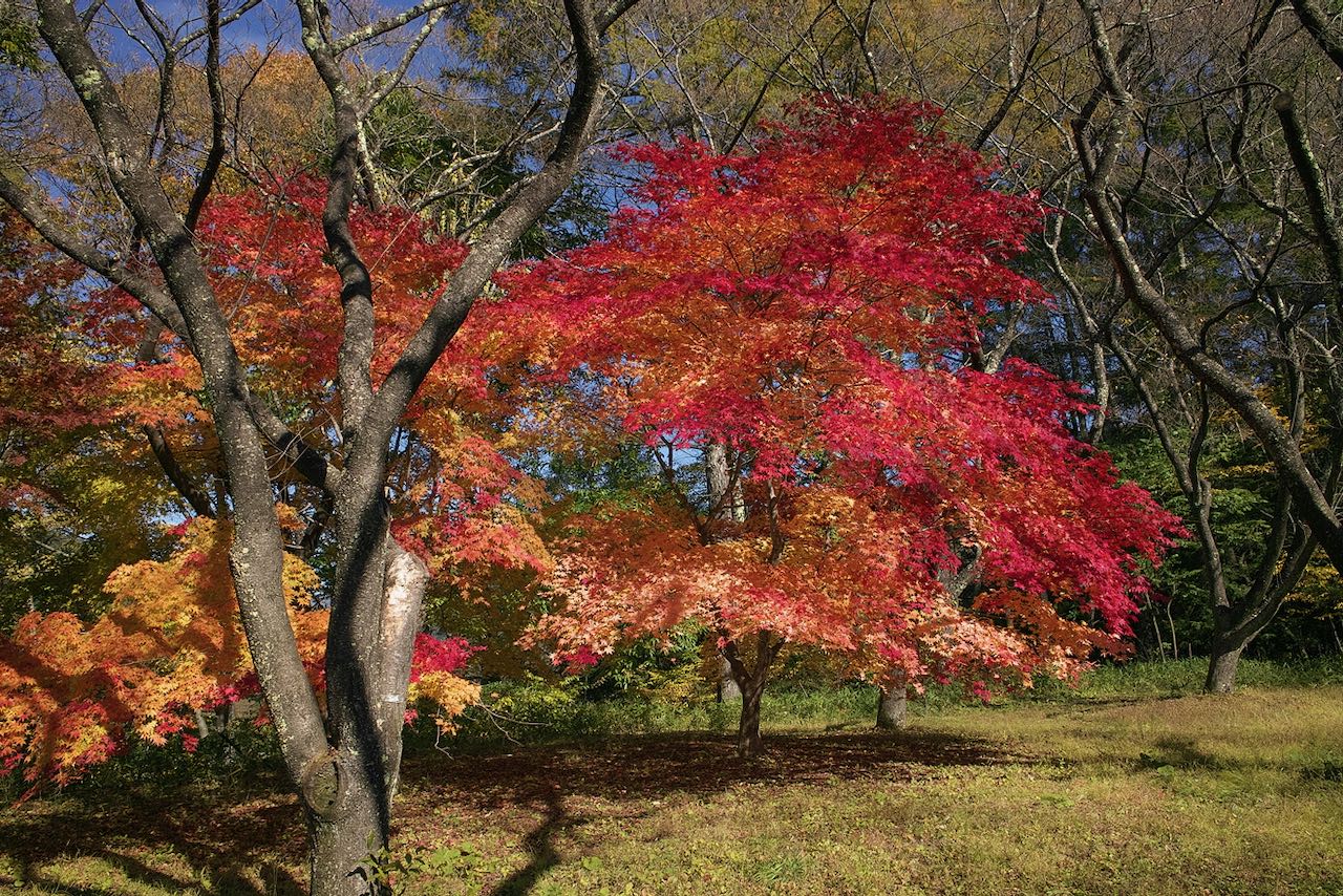 高遠紅葉