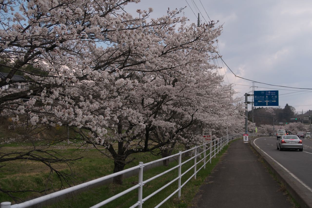 桜並木
