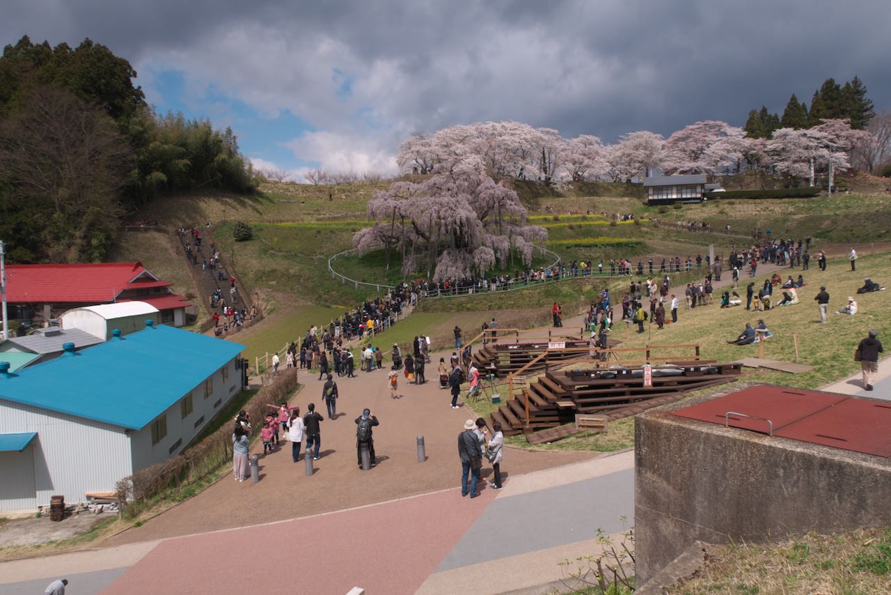 滝桜