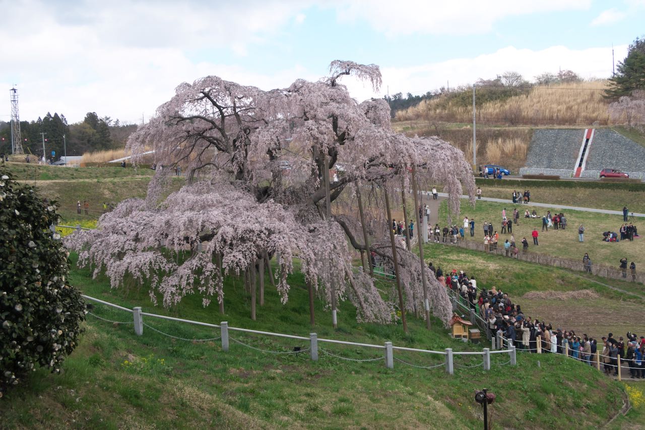 滝桜