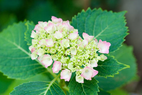 紫陽花が咲き始めました