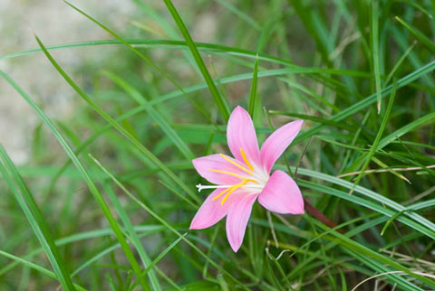 さふらんもどき