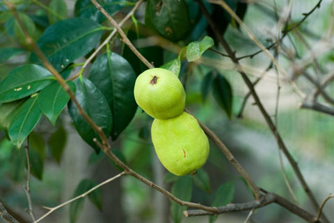 木瓜の実