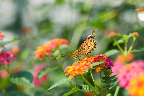 ツマグロヒョウモン