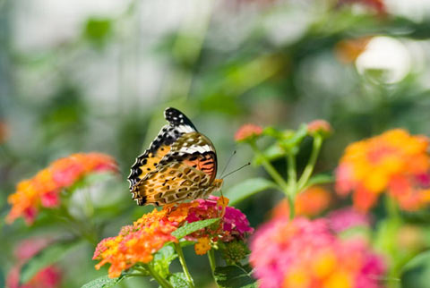 ツマグロヒョウモン