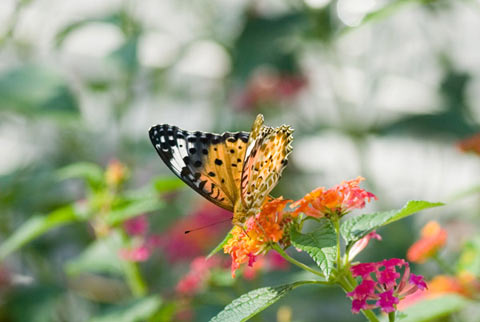 ツマグロヒョウモン